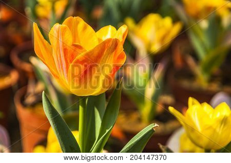 Beautiful tulips flower close up in garden