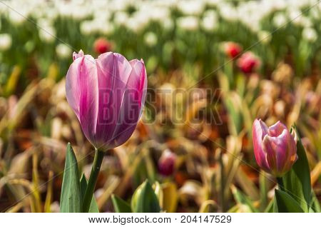 Beautiful tulips flower close up in garden