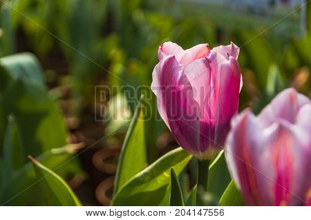 Beautiful tulips flower close up in garden