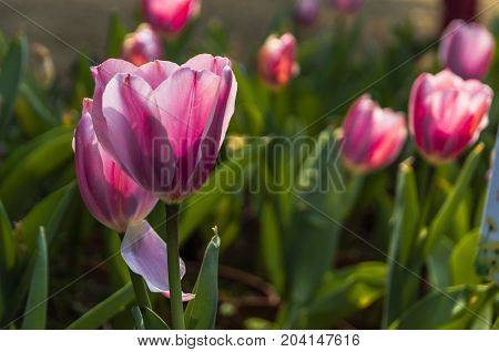 Beautiful tulips flower close up in garden