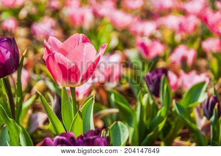 Beautiful tulips flower close up in garden