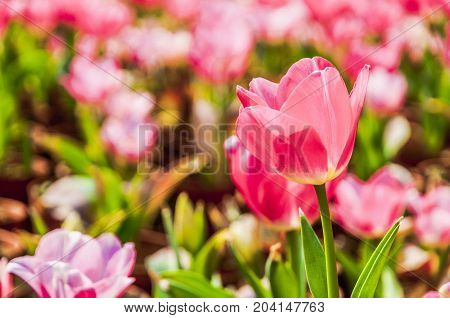 Beautiful tulips flower close up in garden