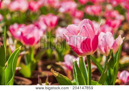 Beautiful tulips flower close up in garden
