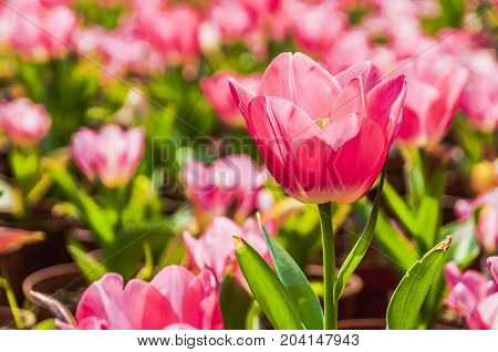Beautiful tulips flower close up in garden