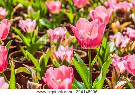 Beautiful tulips flower close up in garden