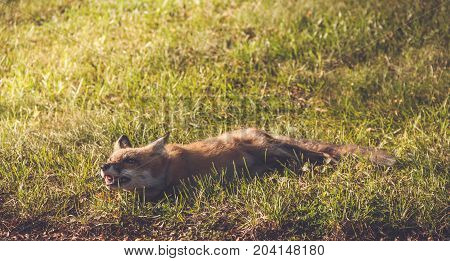 Young Red Fox (Vulpes vulpes) makes funny faces while relaxing in late afternoon sun, vintage garden setting