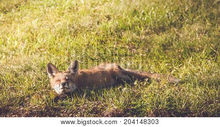 Young Red Fox (Vulpes vulpes) makes funny faces while relaxing in late afternoon sun, vintage garden setting