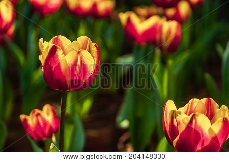 Beautiful tulips flower close up in garden