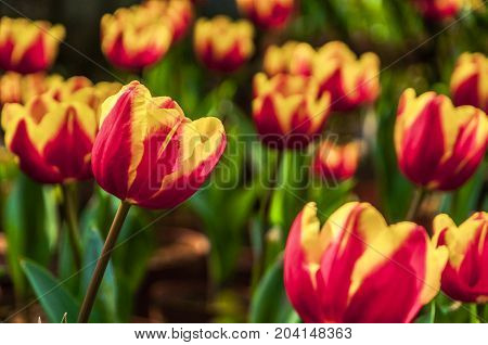 Beautiful tulips flower close up in garden