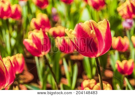 Beautiful tulips flower close up in garden