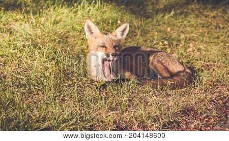 Young Red Fox (Vulpes vulpes) makes funny faces while relaxing in late afternoon sun, vintage garden setting