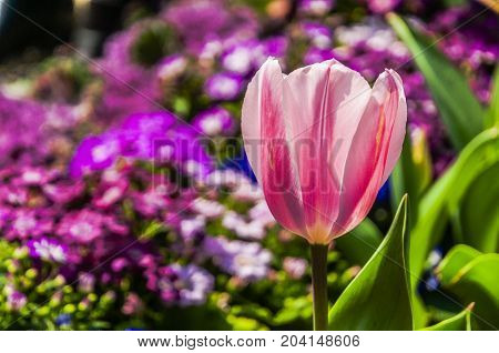 Beautiful tulips flower close up in garden