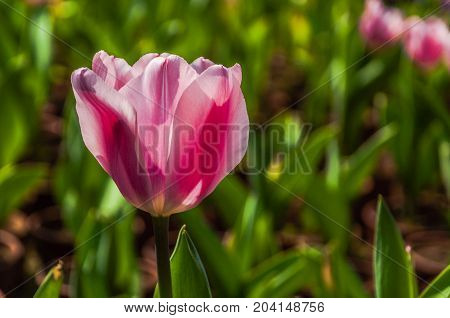 Beautiful tulips flower close up in garden