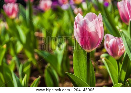 Beautiful tulips flower close up in garden