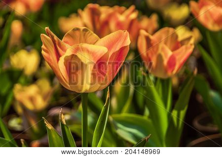 Beautiful tulips flower close up in garden