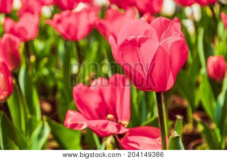 Beautiful tulips flower close up in garden