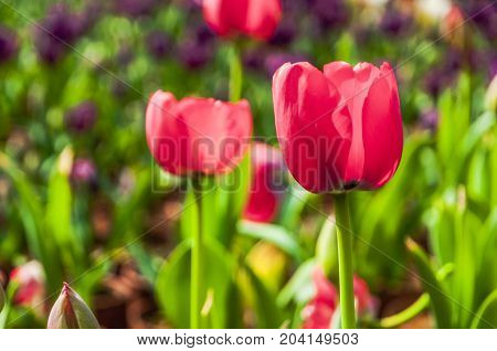 Beautiful tulips flower close up in garden