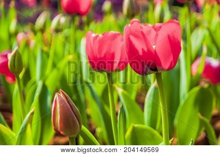 Beautiful tulips flower close up in garden