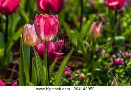 Beautiful tulips flower close up in garden