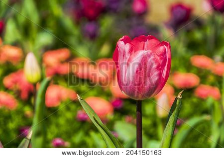 Beautiful tulips flower close up in garden