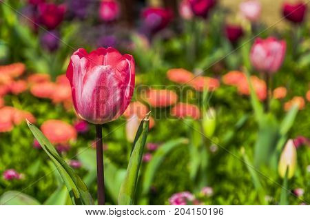 Beautiful tulips flower close up in garden