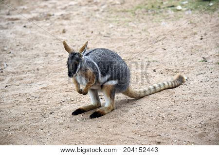 this is a close up of a yellow footed rock wallaby