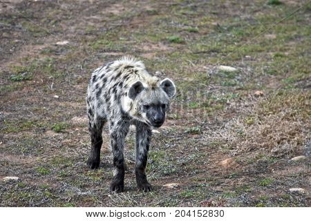 this is a hyena standing in a field