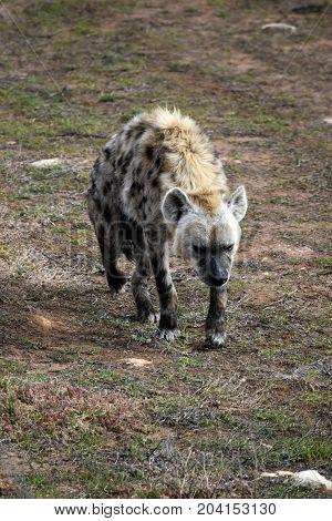 the hyena is walking across the field