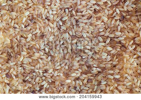 Brown Rice Background Texture