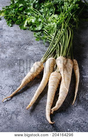Bundle of fresh organic parsnip with haulm over gray texture background.