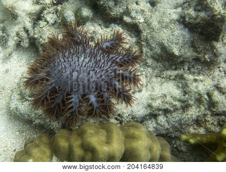 Thorn Star View Eating Corals I