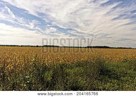 This is a soybean field on an early fall day at sunset.