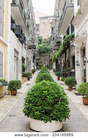 Row Of Bush Between Townhome