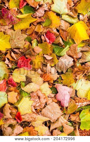 Background with maple autumn leaves in autumn park. Outdoor autumn concept