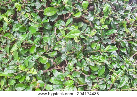 Siamese rough bush tree ( Streblus asper)