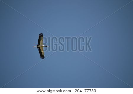 wood stork in flight near the florida coast