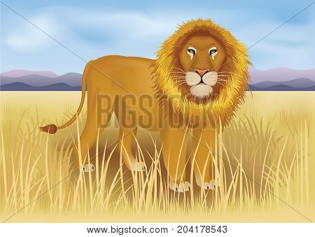 Wild african lion in savanna between mountains