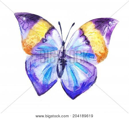 purple watercolor butterfly Kallima, hand drawn illustration