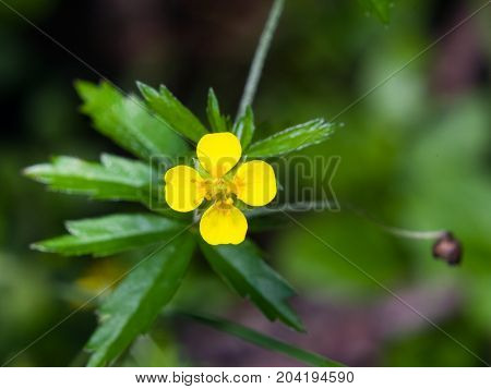 Tormentil or septfoil Potentilla erecta flower macro selective focus shallow DOF.
