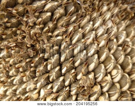 Beautiful sunflower seed surface for nature background