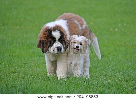 small saint bernard