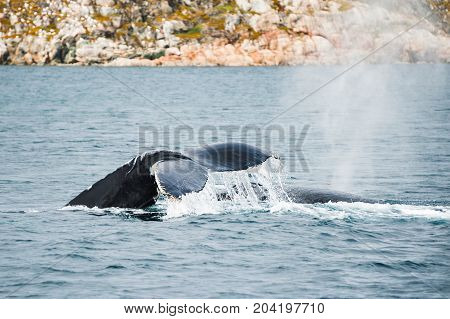 Humpback whale tail Atlantic ocean western Greenland