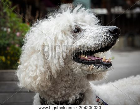 Portrait of a white royal poodle with an open mouth
