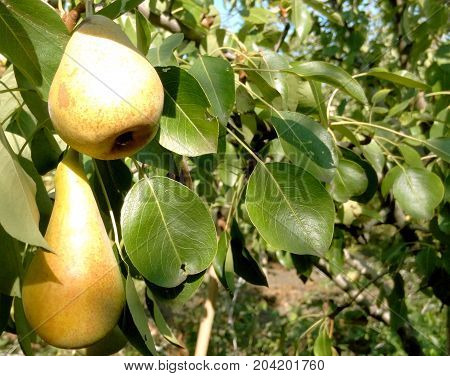 Pear soda yellow ripe and tasty close-up in the garden