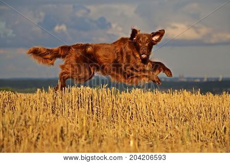 Brown Flat Coated Retriever Is Flyin Over A Stubble Field