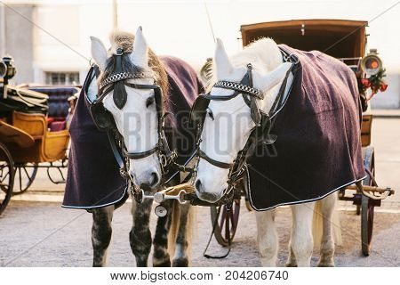 Horses with wagons in winter on the main square of Salzburg in Austria. Entertainment of tourists, riding. Attractions.