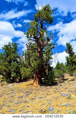 Alpine Lodgepole Pine Trees also known as twisted pines at the higher altitudes of the San Bernardino Mountains taken from the Pacific Crest Hiking Trail near Big Bear, CA