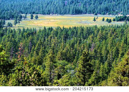 Pine Forest surrounding a rural meadow taken at Holcomb Valley near Big Bear, CA