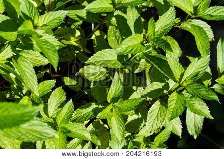 french peppermint mentha piperita leaf close up can be used for tea