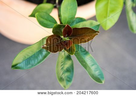 green and red leaf from xanthostemon chrysanthus golden penda tree myraceae from austrialia